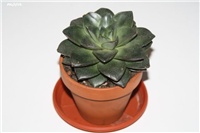 675c26d8-IMG_6651 Echeveria Black Prince.jpg